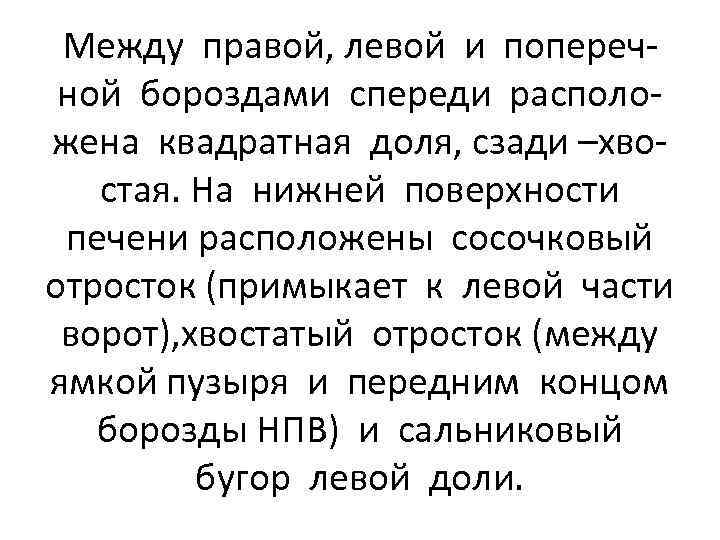 Между правой, левой и поперечной бороздами спереди расположена квадратная доля, сзади –хвостая. На нижней