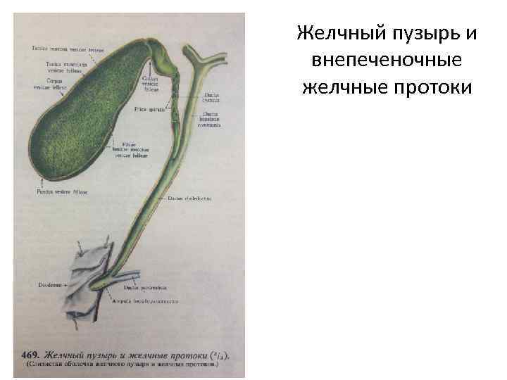 Желчный пузырь и внепеченочные желчные протоки 