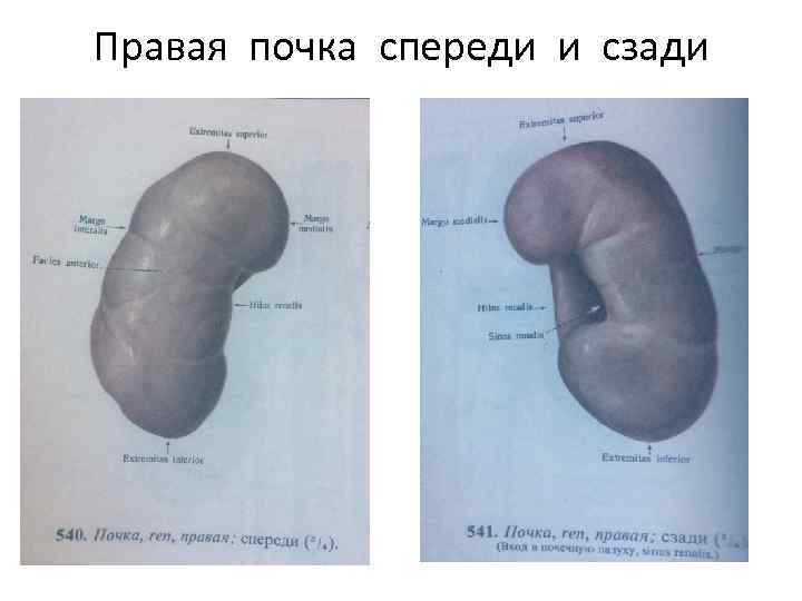 Правая почка спереди и сзади 