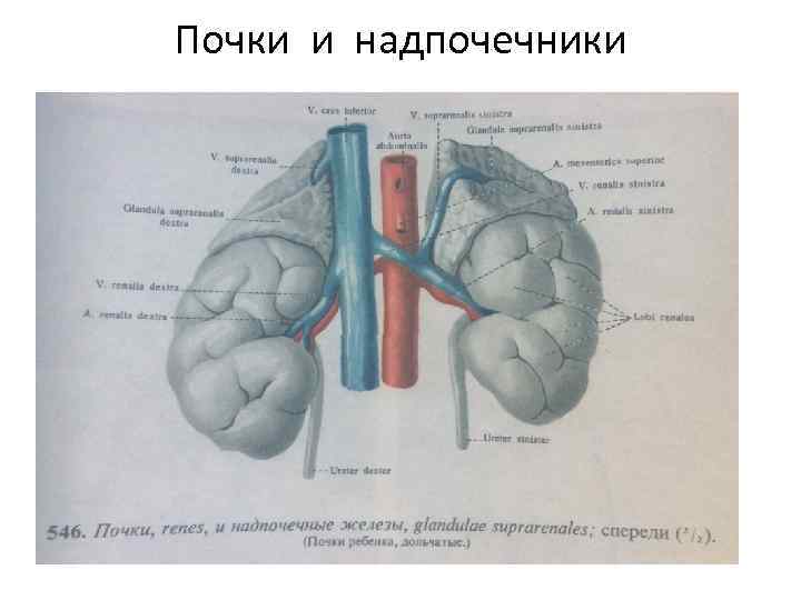 Почки и надпочечники 