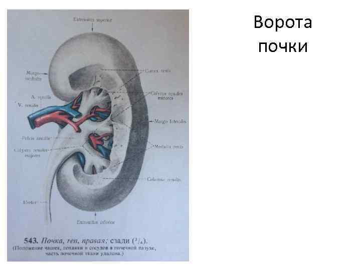 Ворота почки 