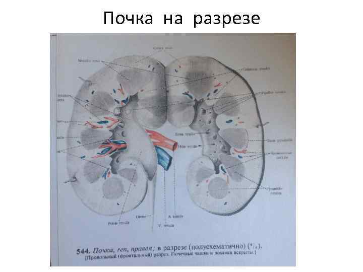 Почка на разрезе 