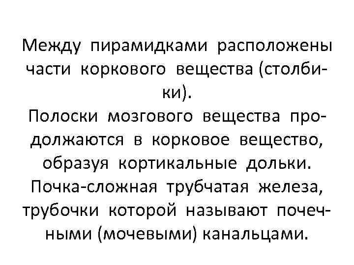 Между пирамидками расположены части коркового вещества (столбики). Полоски мозгового вещества продолжаются в корковое вещество,