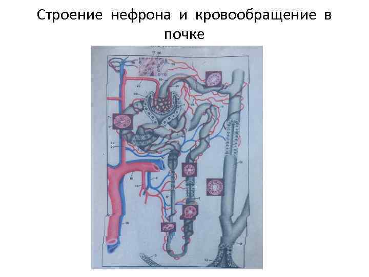 Строение нефрона и кровообращение в почке 