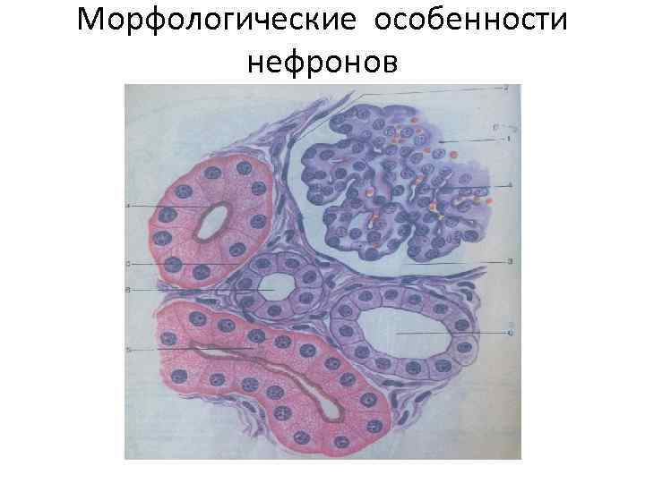 Морфологические особенности нефронов 
