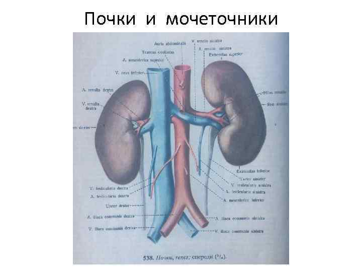 Почки и мочеточники 