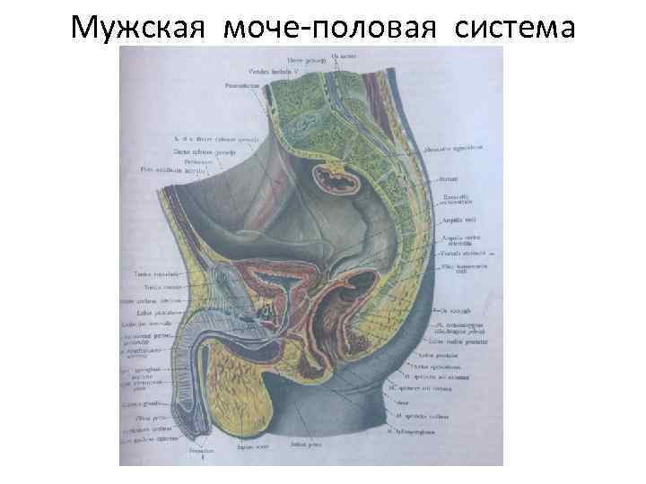 Мужская моче-половая система 