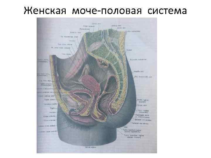 Женская моче-половая система 