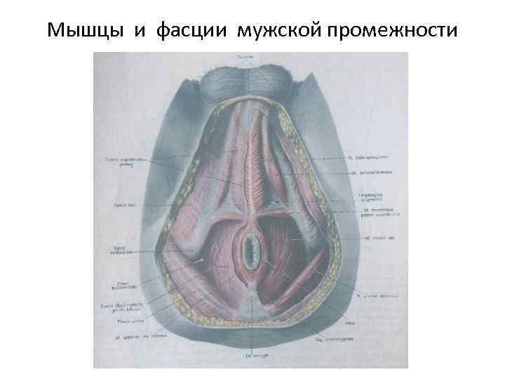 Мышцы и фасции мужской промежности 