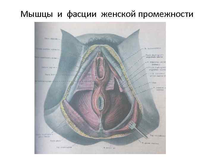 Мышцы и фасции женской промежности 