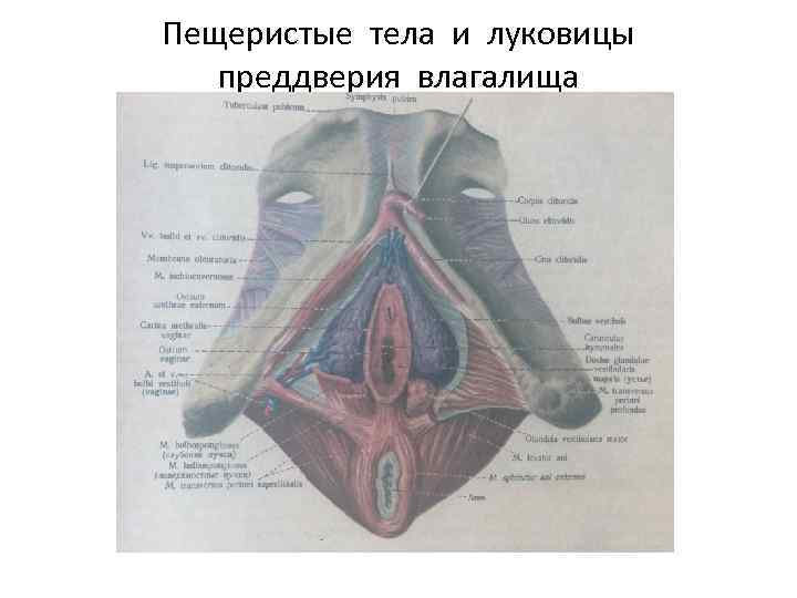 Пещеристые тела и луковицы преддверия влагалища 