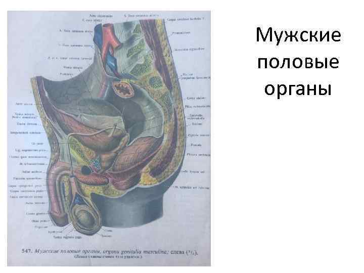 Мужские половые органы 