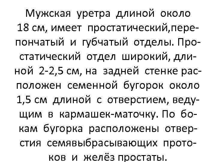 Мужская уретра длиной около 18 см, имеет простатический, перепончатый и губчатый отделы. Простатический отдел