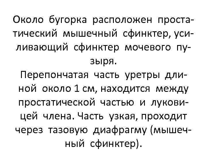 Около бугорка расположен простатический мышечный сфинктер, усиливающий сфинктер мочевого пузыря. Перепончатая часть уретры длиной