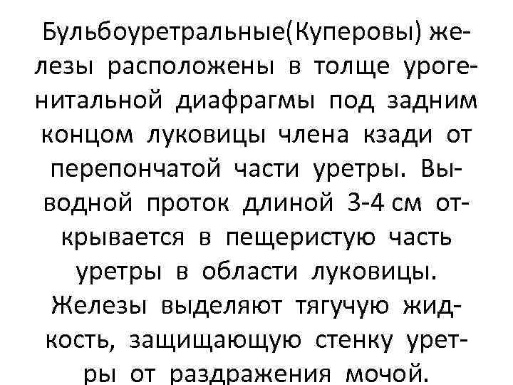 Бульбоуретральные(Куперовы) железы расположены в толще урогенитальной диафрагмы под задним концом луковицы члена кзади от