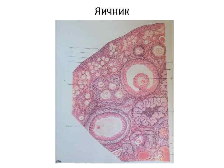 Яичник 