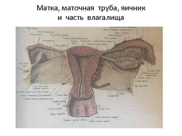Матка, маточная труба, яичник и часть влагалища 