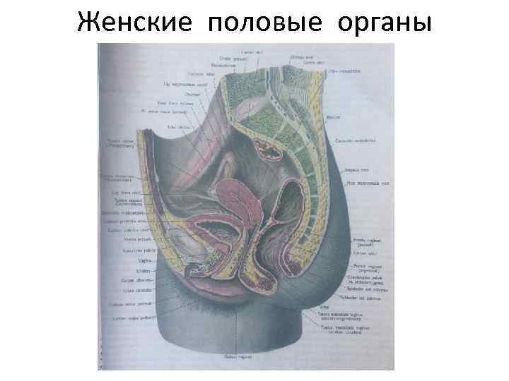 Женские половые органы 