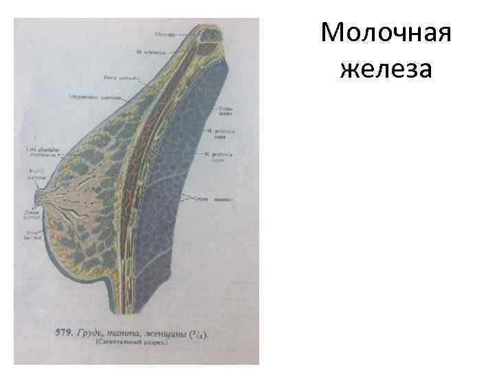 Молочная железа 
