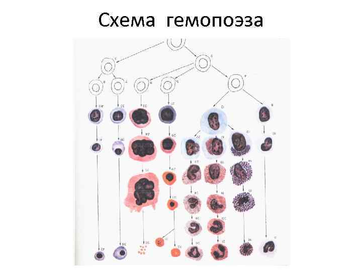 Схема гемопоэза 