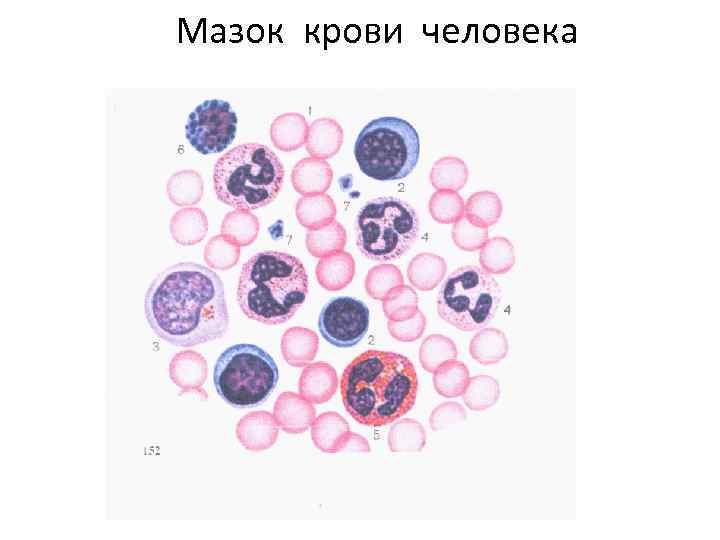Мазок крови человека 