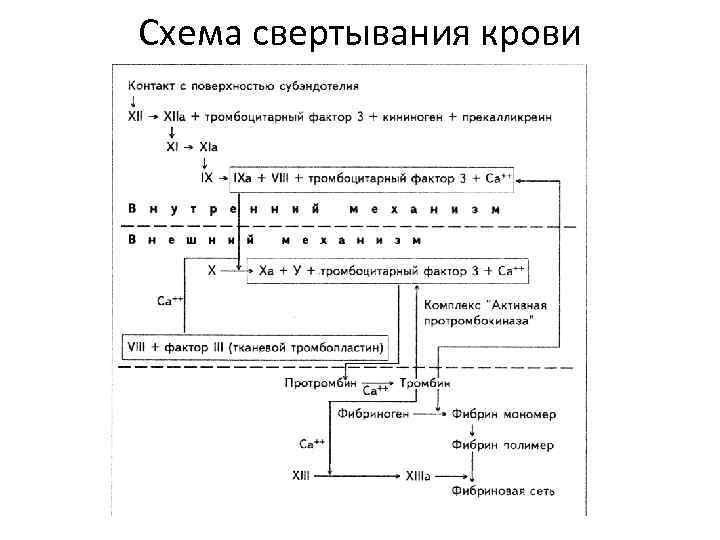 Схема свертывания крови 