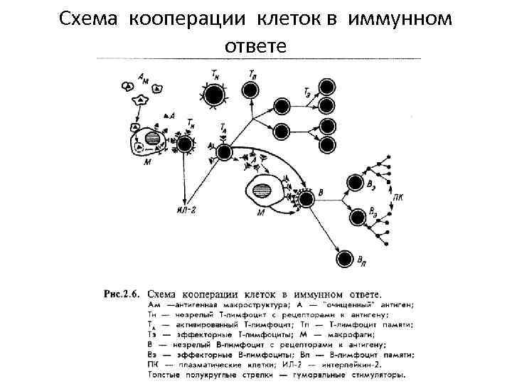 Схема кооперации клеток в иммунном ответе 