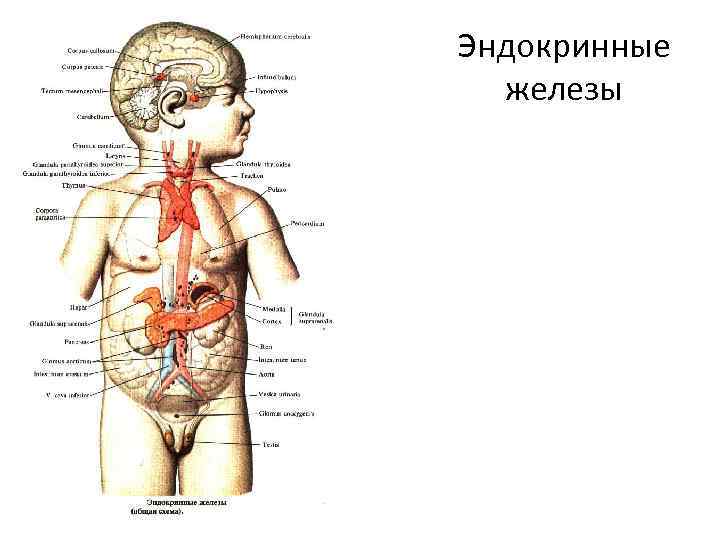Эндокринные железы 