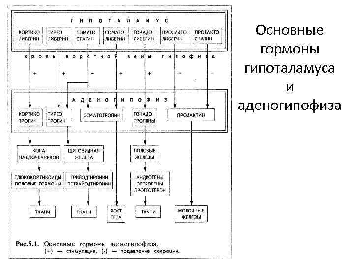 Основные гормоны гипоталамуса и аденогипофиза 
