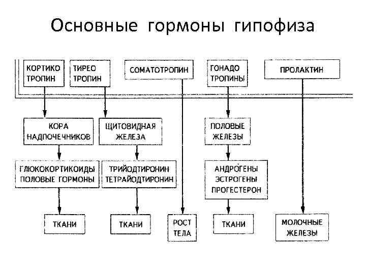 Основные гормоны гипофиза 