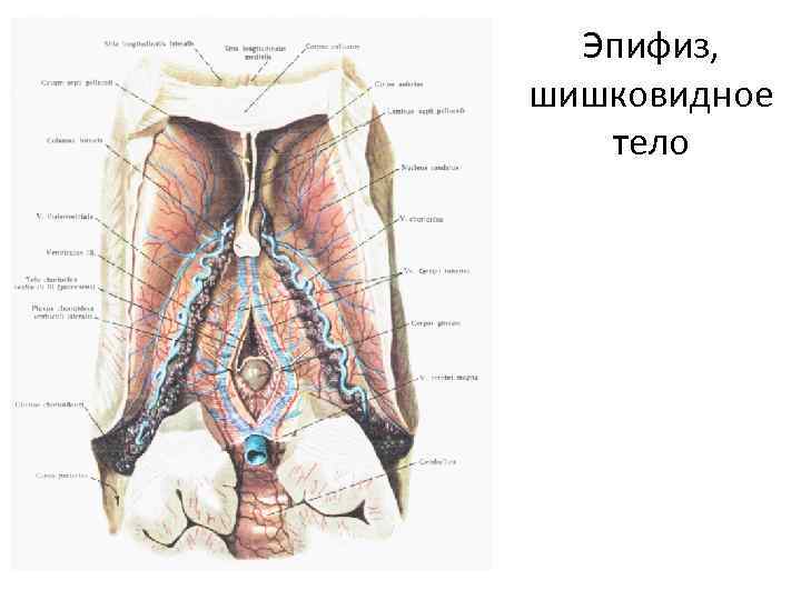 Эпифиз, шишковидное тело 