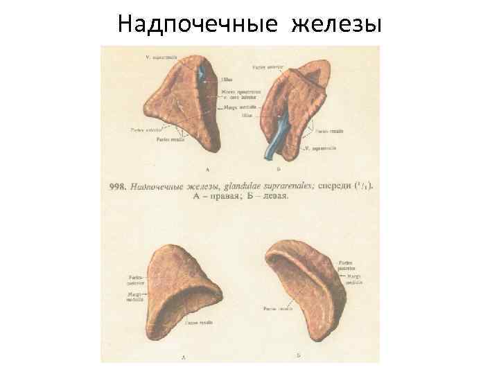Надпочечные железы 