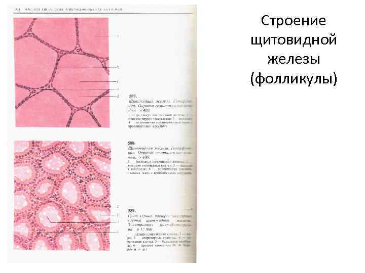 Строение щитовидной железы (фолликулы) 