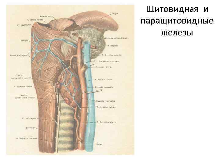 Щитовидная и паращитовидные железы 