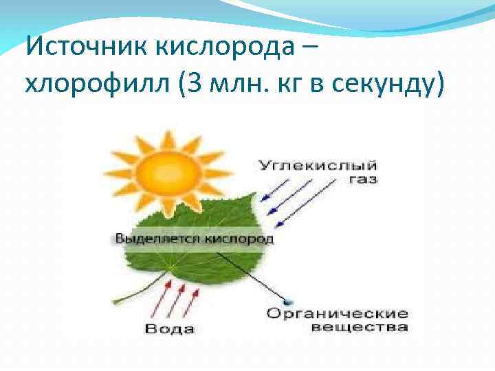 Источник кислорода – хлорофилл (3 млн. кг в секунду) 