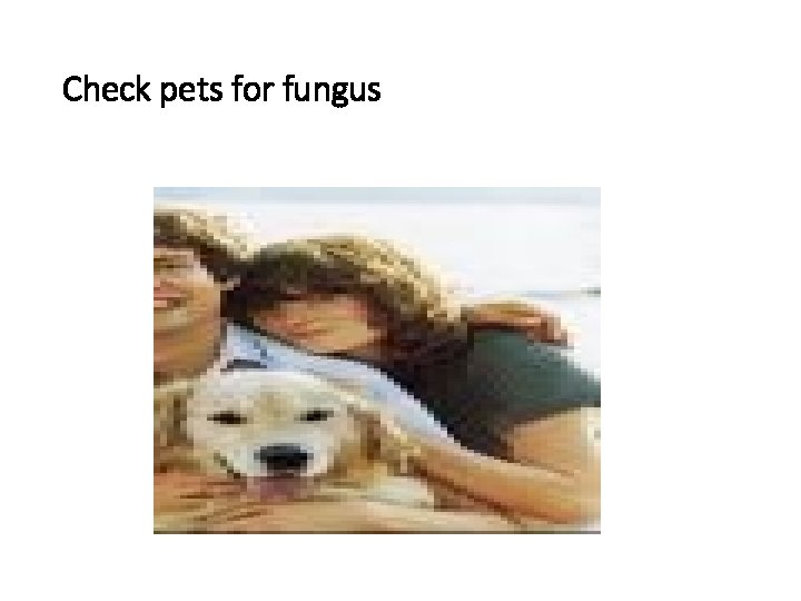 Check pets for fungus 