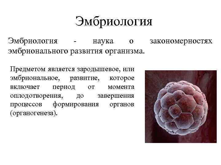 Эмбриология наука о закономерностях эмбрионального развития организма. Предметом является зародышевое, или эмбриональное, развитие, которое