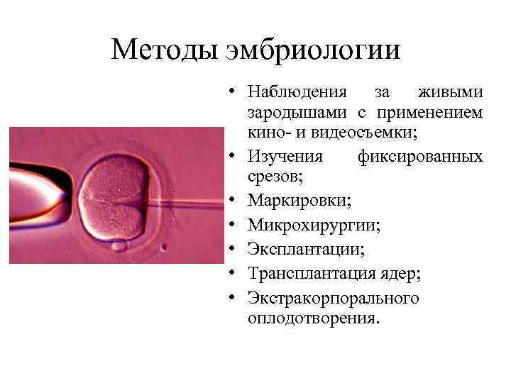 Методы эмбриологии • Наблюдения за живыми зародышами с применением кино- и видеосъемки; • Изучения