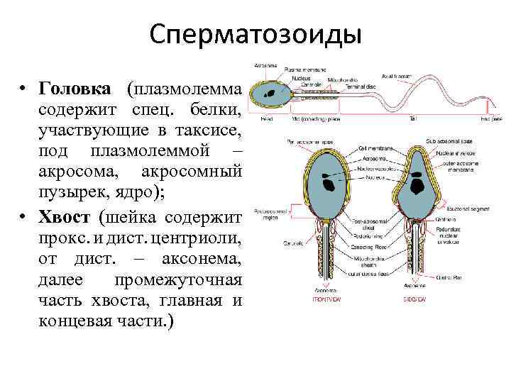 Сперматозоиды • Головка (плазмолемма содержит спец. белки, участвующие в таксисе, под плазмолеммой – акросома,