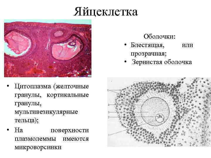 Неоплодотворенная яйцеклетка