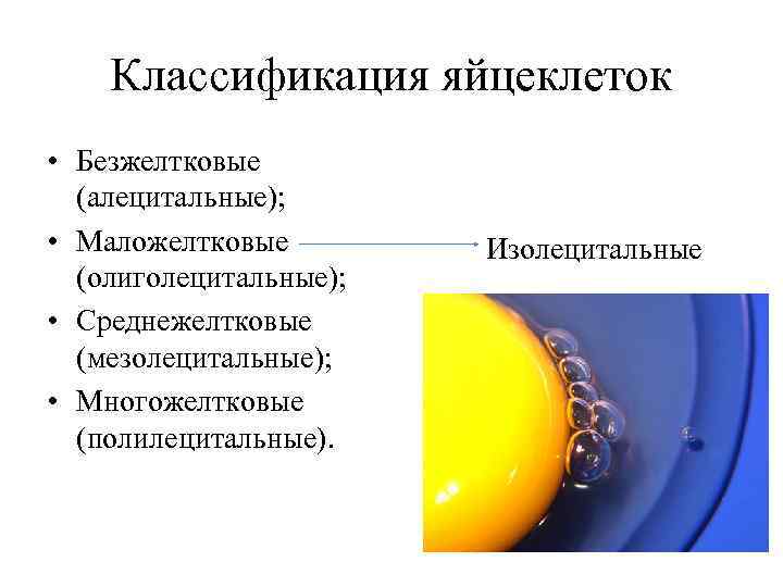 Классификация яйцеклеток • Безжелтковые (алецитальные); • Маложелтковые (олиголецитальные); • Среднежелтковые (мезолецитальные); • Многожелтковые (полилецитальные).