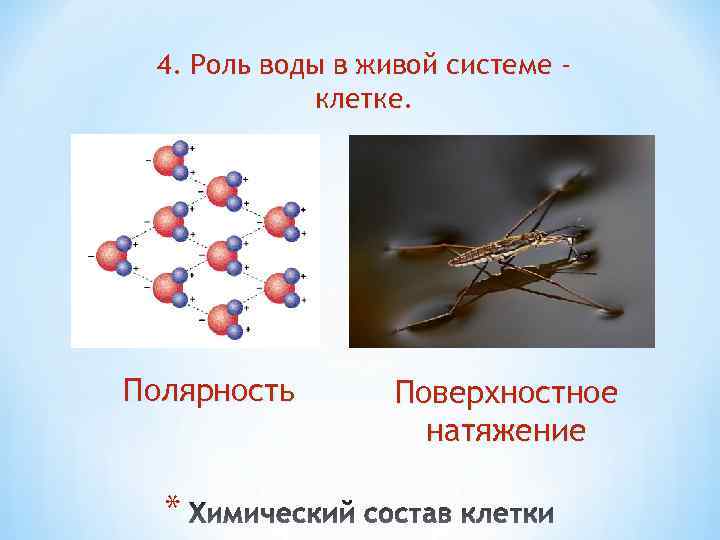4. Роль воды в живой системе клетке. Полярность * Поверхностное натяжение 