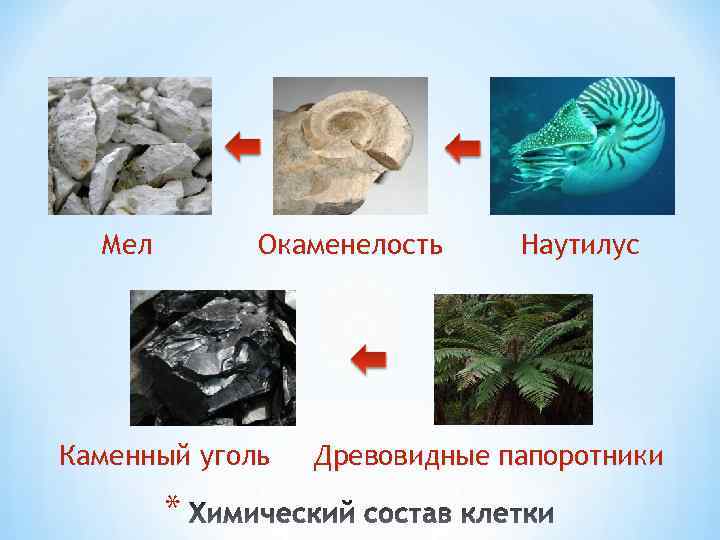 Мел Окаменелость Каменный уголь * Наутилус Древовидные папоротники 