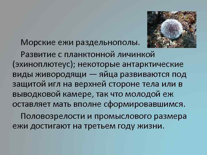 Морские ежи раздельнополы. Развитие с планктонной личинкой (эхиноплютеус); некоторые антарктические виды живородящи — яйца