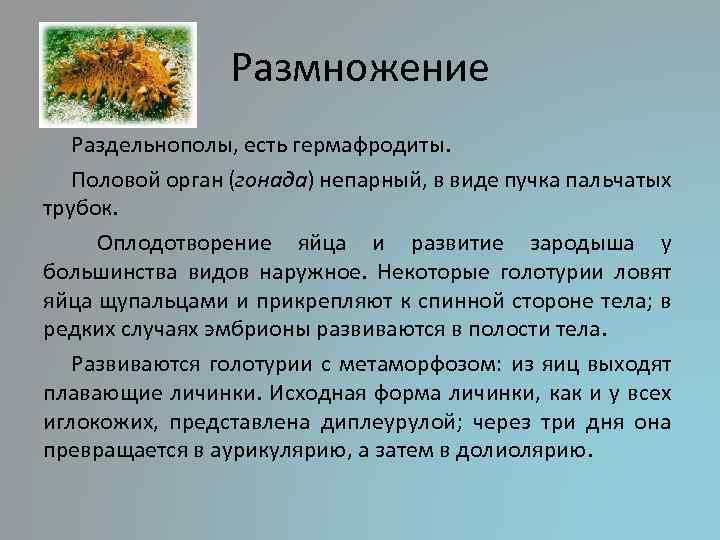 Размножение Раздельнополы, есть гермафродиты. Половой орган (гонада) непарный, в виде пучка пальчатых трубок. Оплодотворение