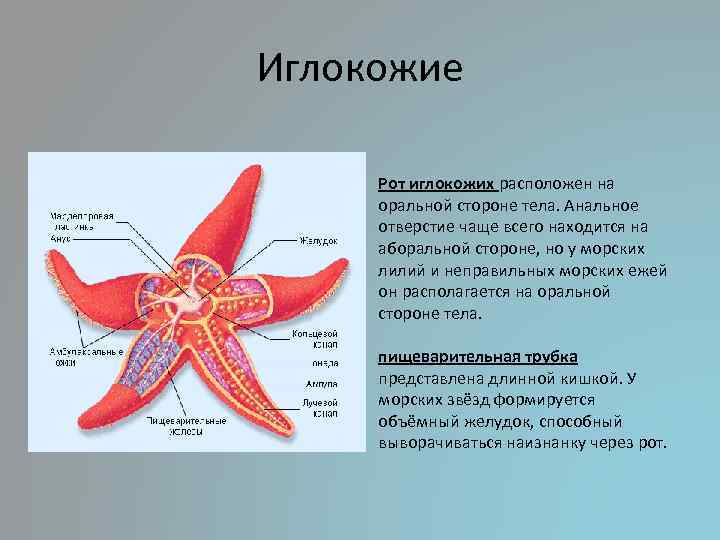 Иглокожие Рот иглокожих расположен на оральной стороне тела. Анальное отверстие чаще всего находится на