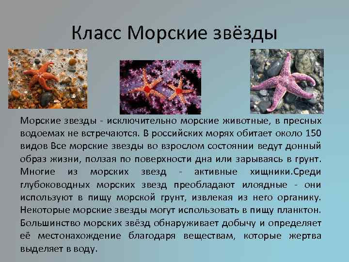 Класс Морские звёзды Морские звезды - исключительно морские животные, в пресных водоемах не встречаются.