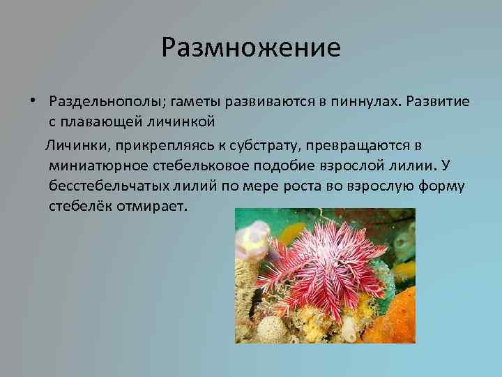 Размножение • Раздельнополы; гаметы развиваются в пиннулах. Развитие с плавающей личинкой Личинки, прикрепляясь к