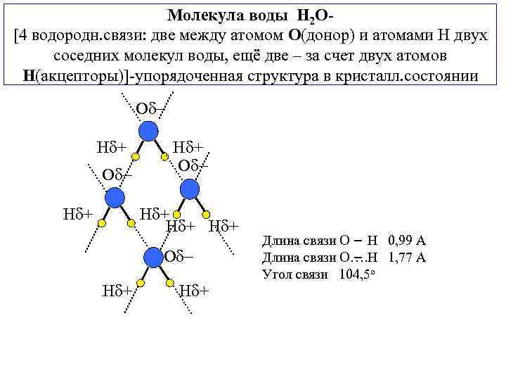 Молекула воды H 2 O[4 водородн. связи: две между атомом О(донор) и атомами Н
