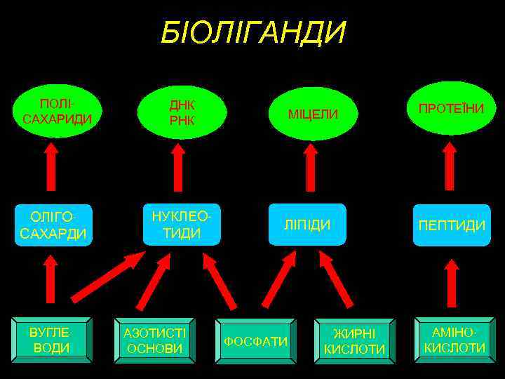 БІОЛІГАНДИ ПОЛІСАХАРИДИ ОЛІГОСАХАРДИ ВУГЛЕВОДИ ДНК РНК НУКЛЕОТИДИ АЗОТИСТІ ОСНОВИ МІЦЕЛИ ЛІПІДИ ФОСФАТИ ЖИРНІ КИСЛОТИ